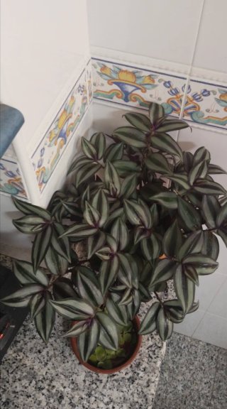 Planta Tradescantia zebrina en maceta
