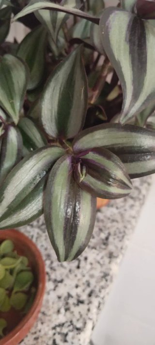 Planta Tradescantia zebrina en maceta