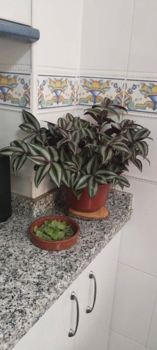 Planta Tradescantia zebrina en maceta