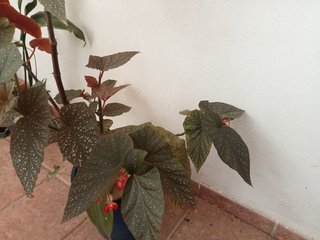 Begonia ala de angel planta flores rosas