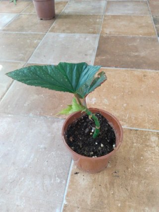 Begonia ala de angel planta flores rosas