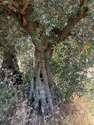 Olivos centenarios en venta tengo 56 arboles