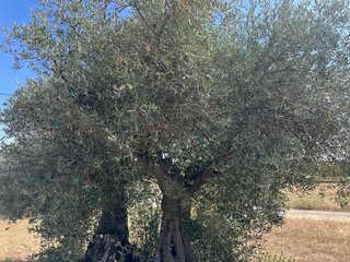 Olivos centenarios en venta tengo 56 arboles