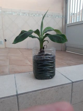 Platanera -planton, planta-.