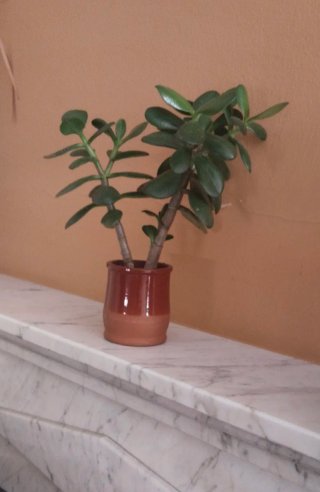 Árbol de Jade en maceta de barro