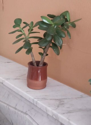 Árbol de Jade en maceta de barro
