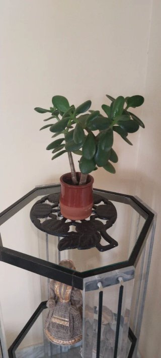 Árbol de Jade en maceta de barro