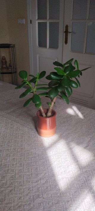 Árbol de Jade en maceta de barro