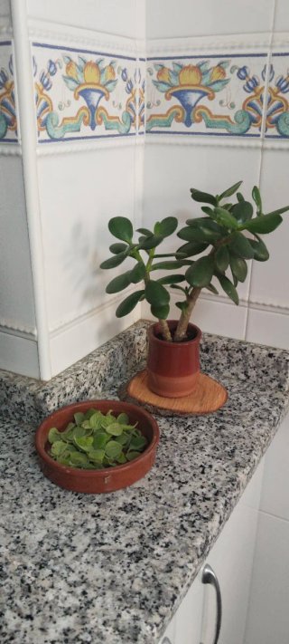 Árbol de Jade en maceta de barro