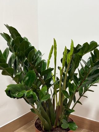 Planta Zamioculcas