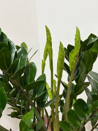 Planta Zamioculcas
