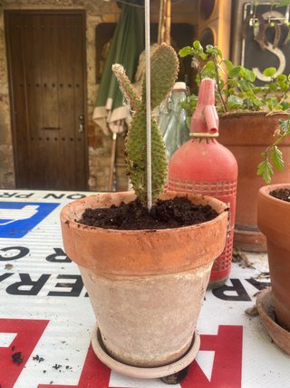 Cactus en maceta de barro