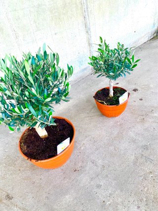 Planta interior/exterior olivo pre-bonsái