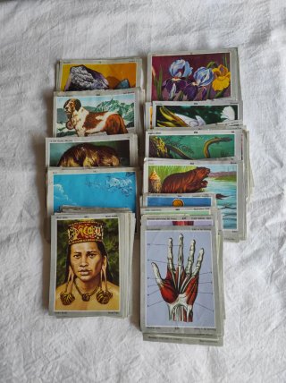 181 Cromos Vida y Color Álbum