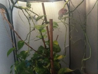 Liana Flexible Reptiles Verde