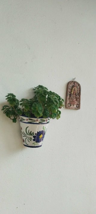 Planta Vicks VapoRub en maceta decorada cerámica