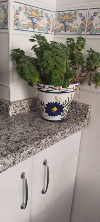 Planta Vicks VapoRub en maceta decorada cerámica