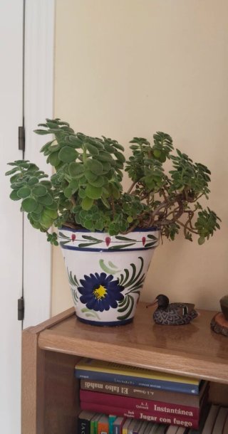 Planta Vicks VapoRub en maceta decorada cerámica