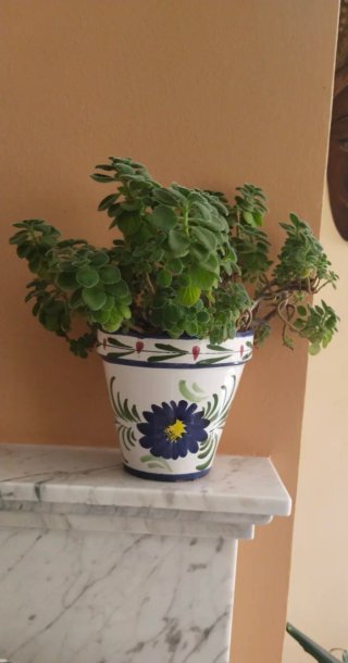 Planta Vicks VapoRub en maceta decorada cerámica