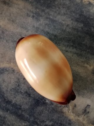 Caracola