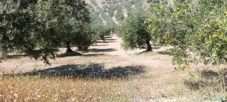 Finca rústica con olivos