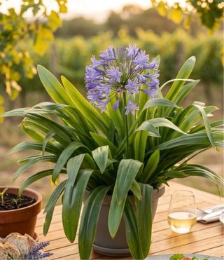 Agapanthus Giglio africano