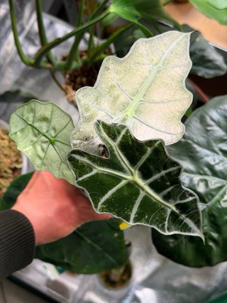 Corm Alocasia Polly pink/mint