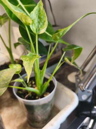 Alocasia macrorrhiza variegata