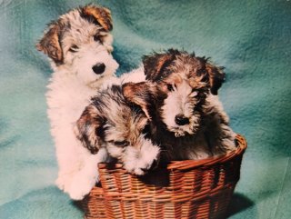20 Lote Cartoline Natalizie Antiche Cani e Gatti