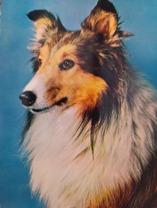 20 Lote Cartoline Natalizie Antiche Cani e Gatti