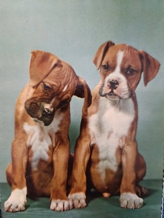 20 Lote Cartoline Natalizie Antiche Cani e Gatti