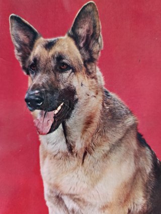 20 Lote Cartoline Natalizie Antiche Cani e Gatti