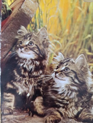 20 Lote Cartoline Natalizie Antiche Cani e Gatti