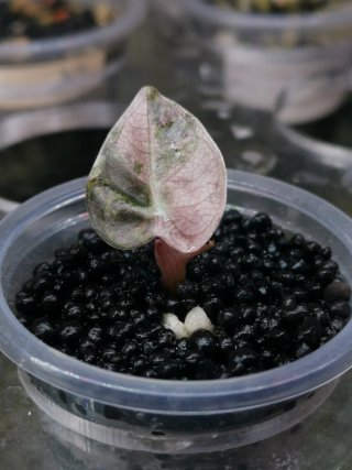 Alocasia Heart Balloon Pink Variegada