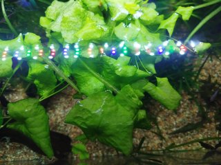 Planta acuática Nymphoides sp Taiwan