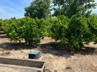 Terreno/Campo de Naranja en Venta