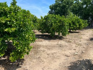 Terreno/Campo de Naranja en Venta