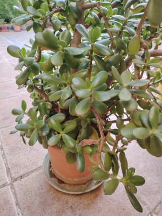 Planta Jade grande. Alto: 80 cm.