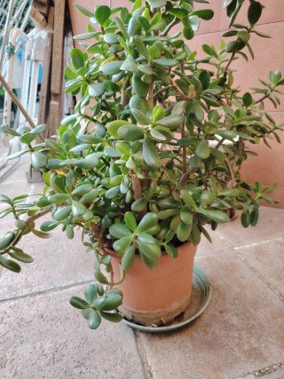 Planta Jade grande. Alto: 80 cm.