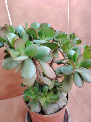 Planta Jade en maceta