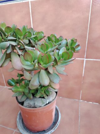 Planta Jade en maceta