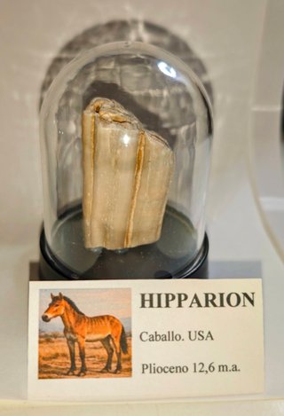 3 Molares Fósiles en Cúpulas