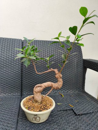2 Bonsáis Ficus Retusa
