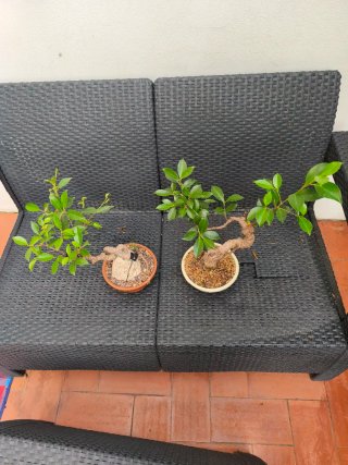 2 Bonsáis Ficus Retusa