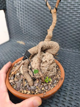 2 Bonsáis Ficus Retusa