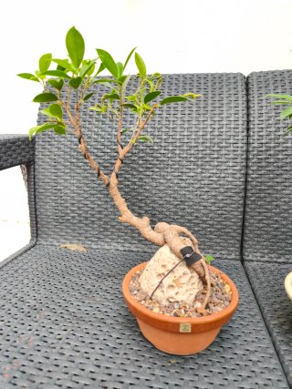 2 Bonsáis Ficus Retusa