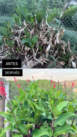SERVICIOS DE PALETERÍA Y JARDINERÍA