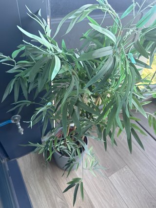Planta Artificial Bambú Decorativa 120cm