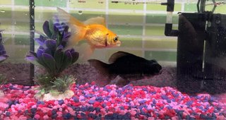 Acuario 11L Marco Negro