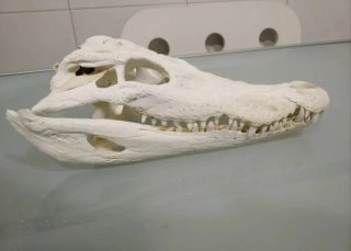 Fósil Cráneo Cocodrilo